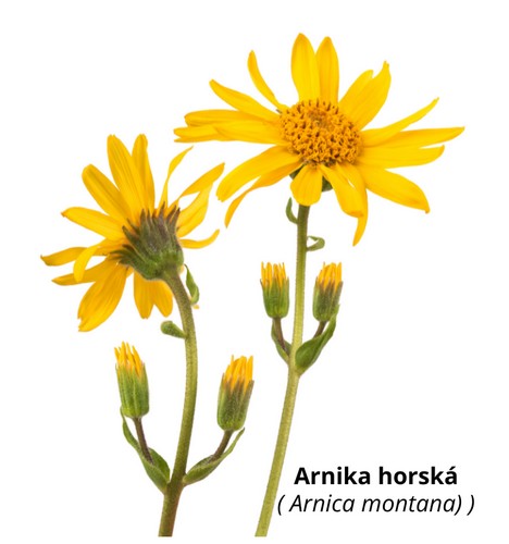 Arnika horská